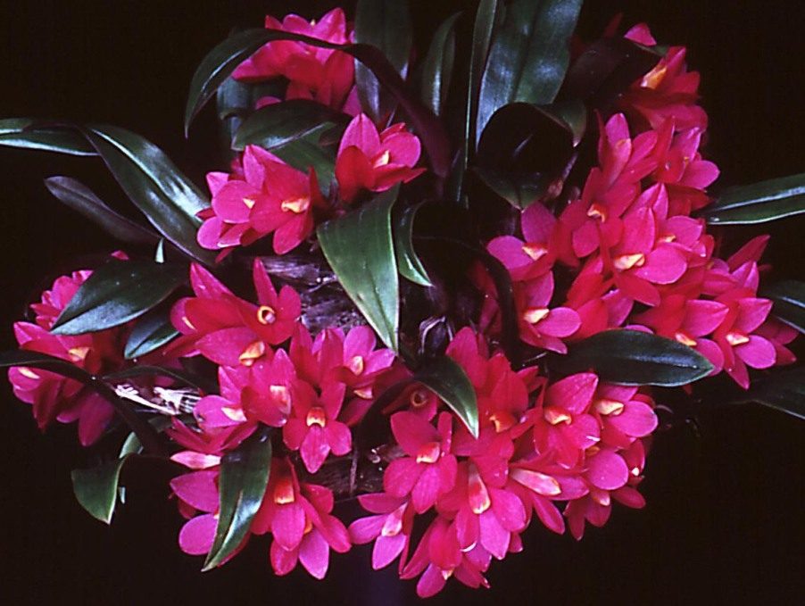 Dendrobium laevifolium - ACC/AOC