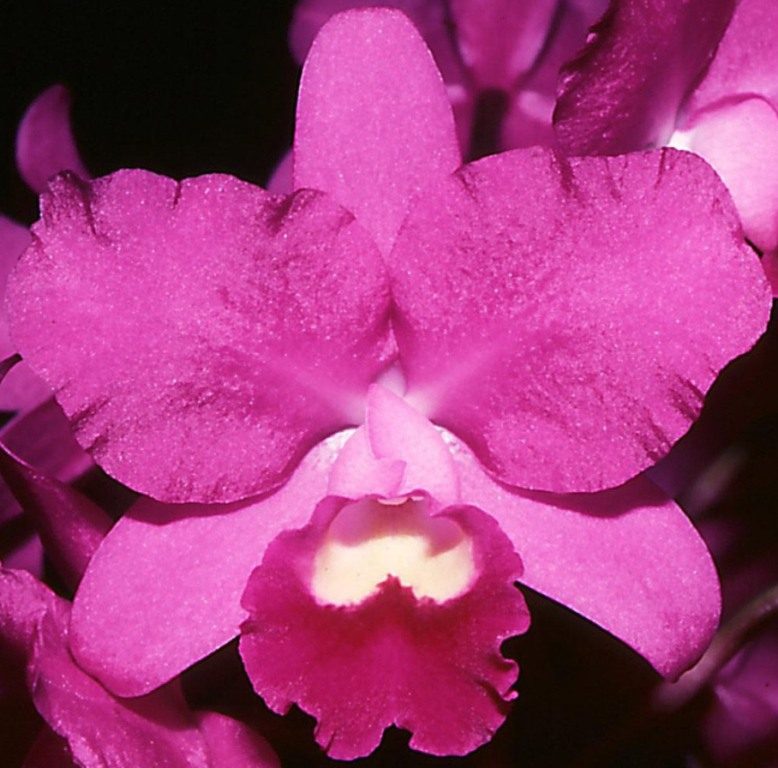 Cattlianthe Porcia