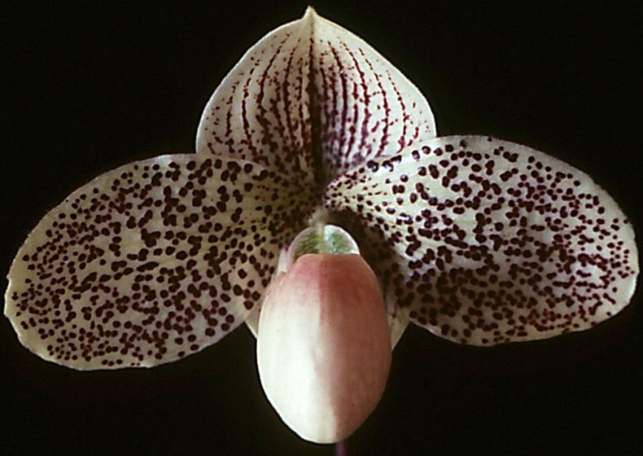 Paphiopedilum Francisco Freire