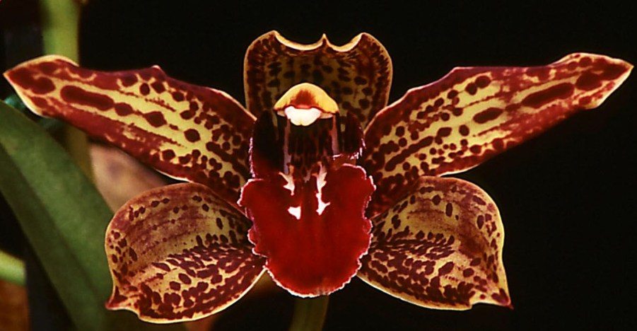 Cymbidium Death Wish - AD/AOC