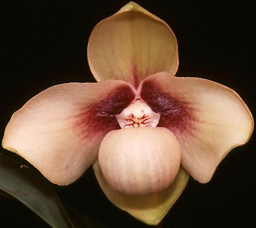 Paphiopedilum hangianum - CBM/AOC
