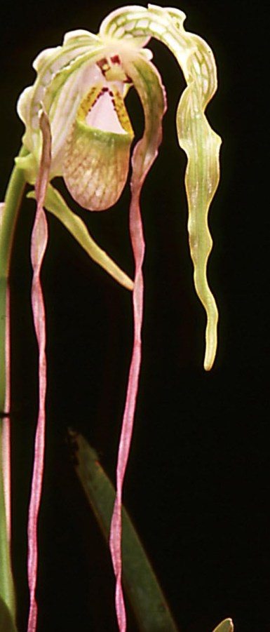Phragmipedium caudatum - AM/AOC