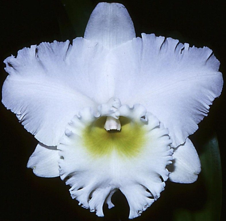 Rhyncholaeliocattleya Kesthin's Esther - HCC/AOC
