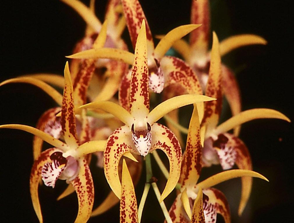 Dendrobium Avril's Gold - HCC/AOC