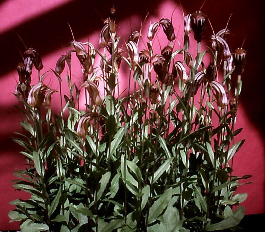 Plectochilus Rogoff 'Athols' Pride' - ACC/AOC