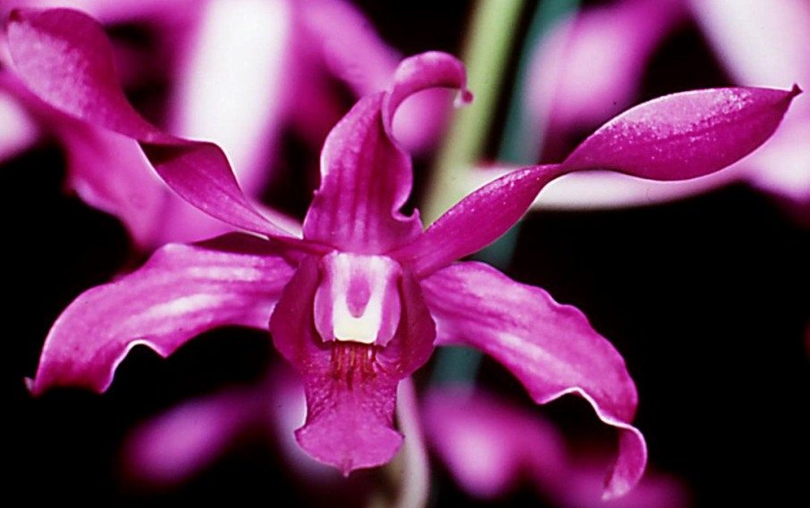 Dendrobium Mount Kelly Princess - AM/AOC