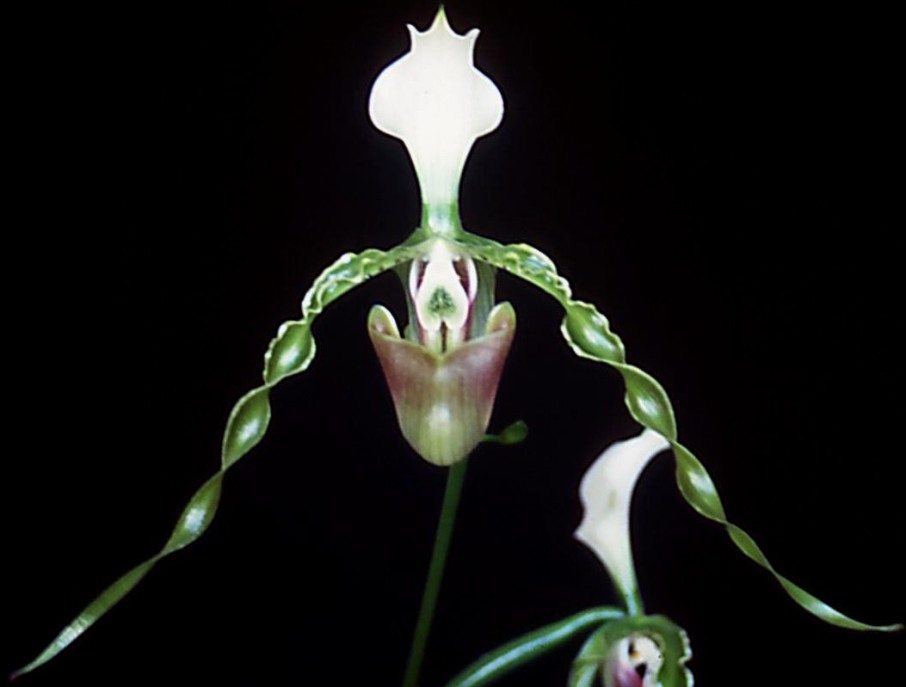Paphiopedilum dianthum - HCC/AOC