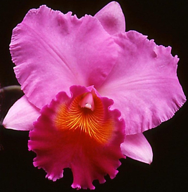Rhyncholaeliocattleya Brunswick Bonanza - AM/AOC