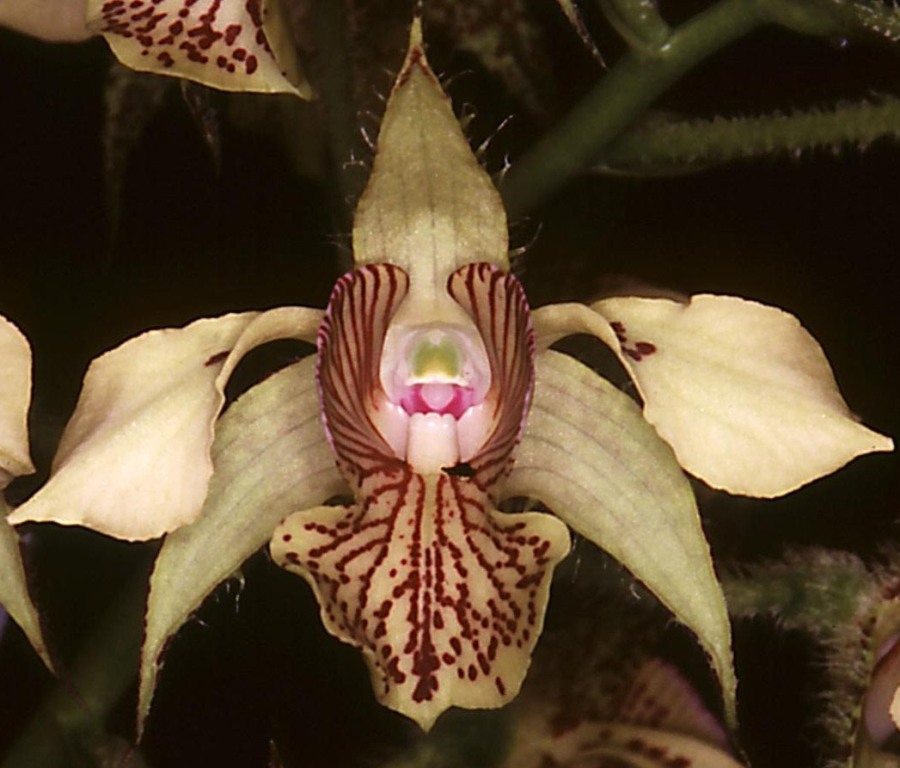 Dendrobium macrophyllum - HCC/AOC