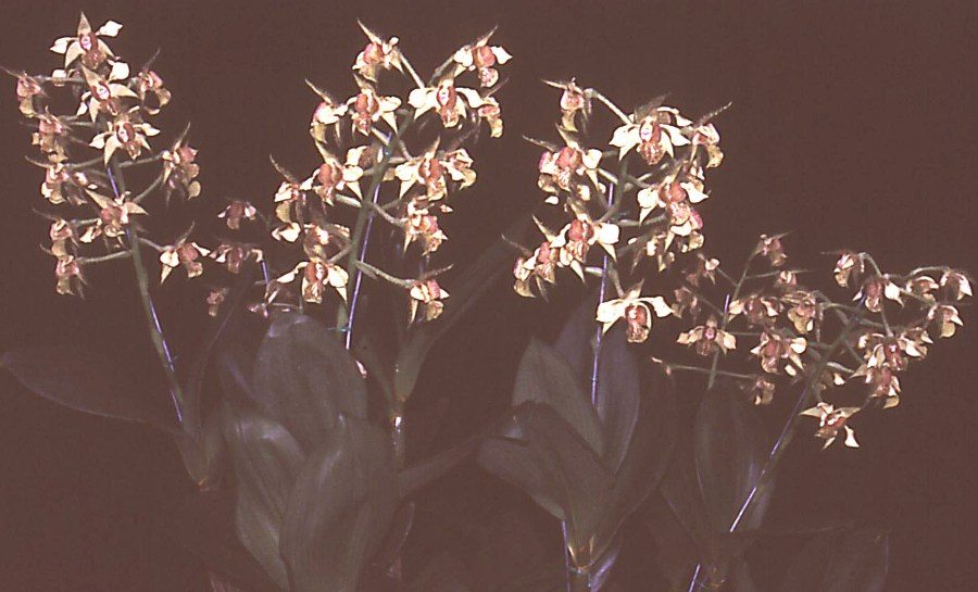 Dendrobium macrophyllum - ACC/AOC