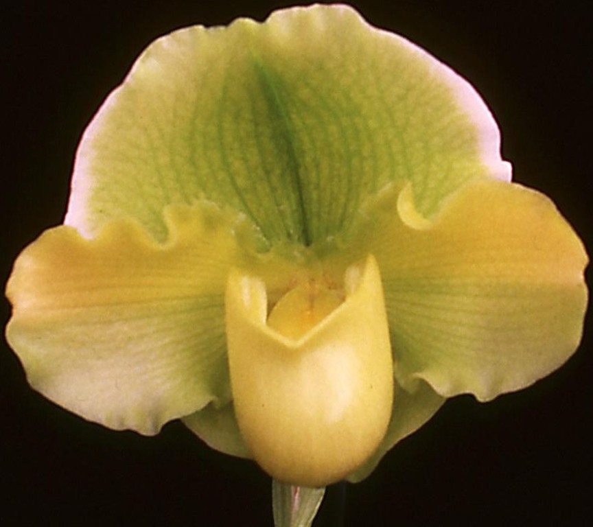 Paphiopedilum Clifford Peter - AM/AOC
