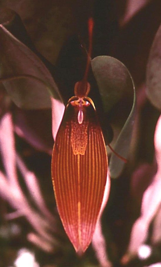 Restrepia antennifera - AM/AOC