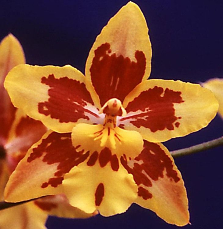 Oncidium Tiger's Answer