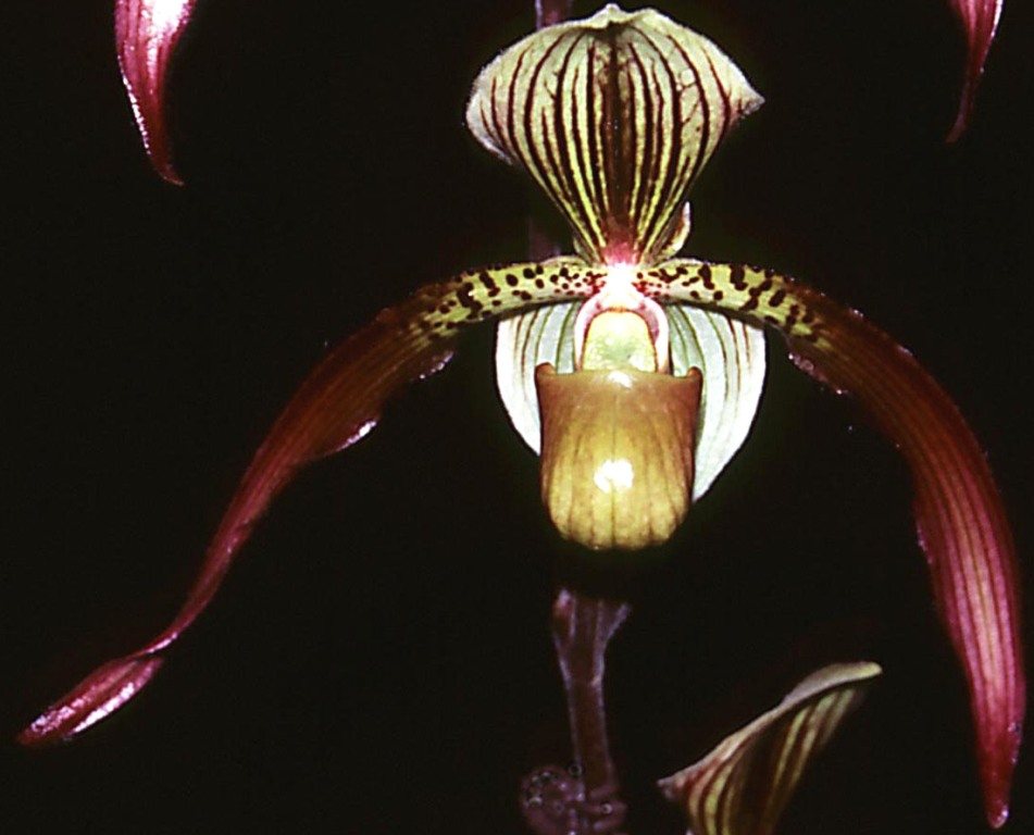 Paph Berenice