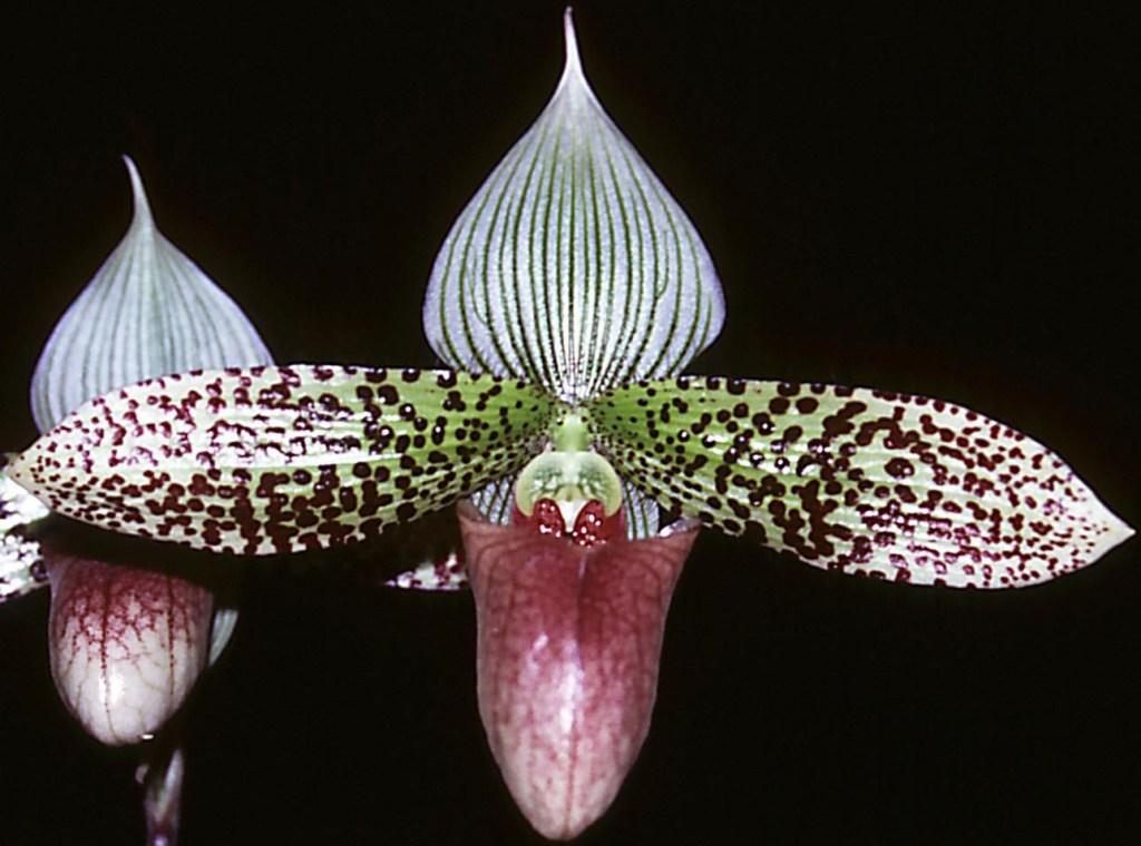 Paphiopedilum sukhakulii