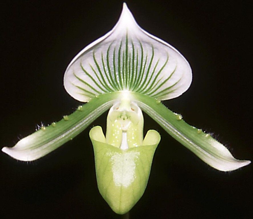 Paph Alma Gavaert