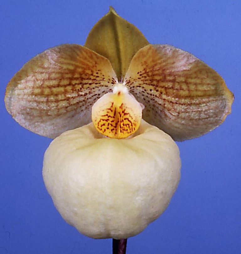 Paphiopedilum Fumi's Delight - HCC/AOC