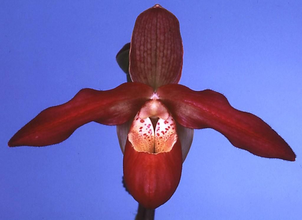 Phragmipedium Noirmont - HCC/AOC