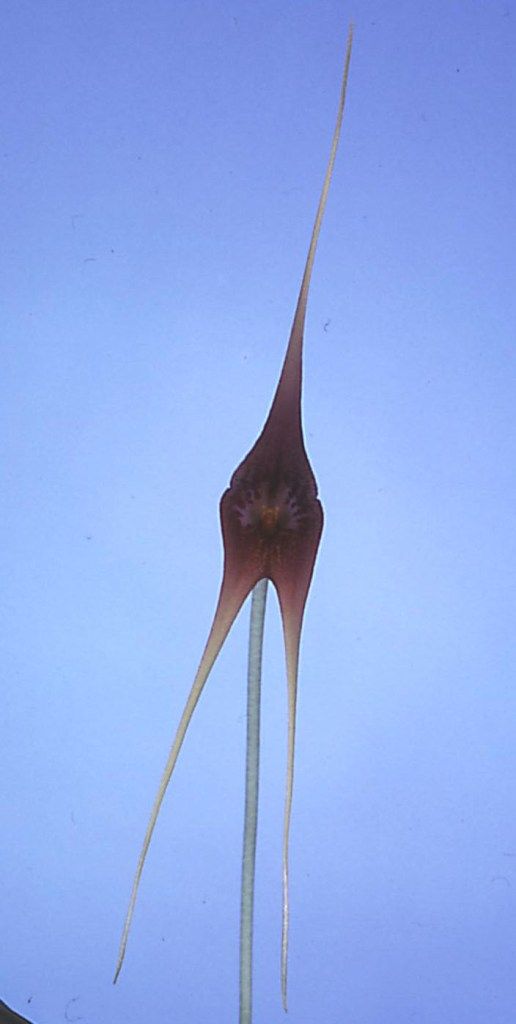 Masdevallia macrura - HCC/AOC