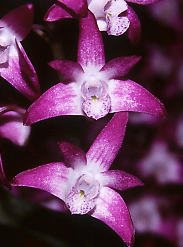 Den Specio-kingianum