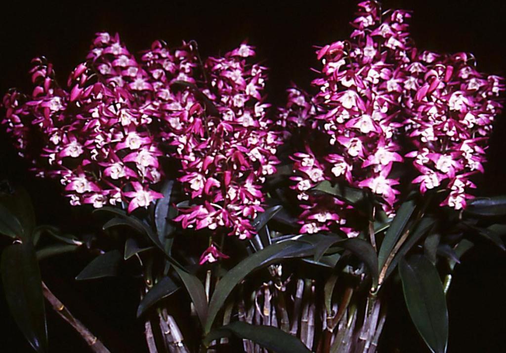 Dendrobium Specio-kingianum - ACC/AOC