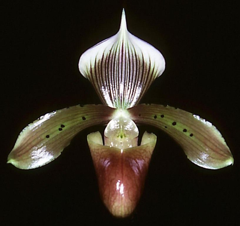 Paphiopedilum tonsum