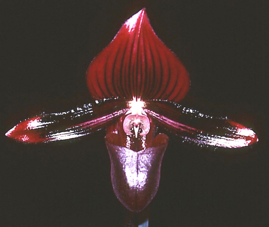 Paph Redback