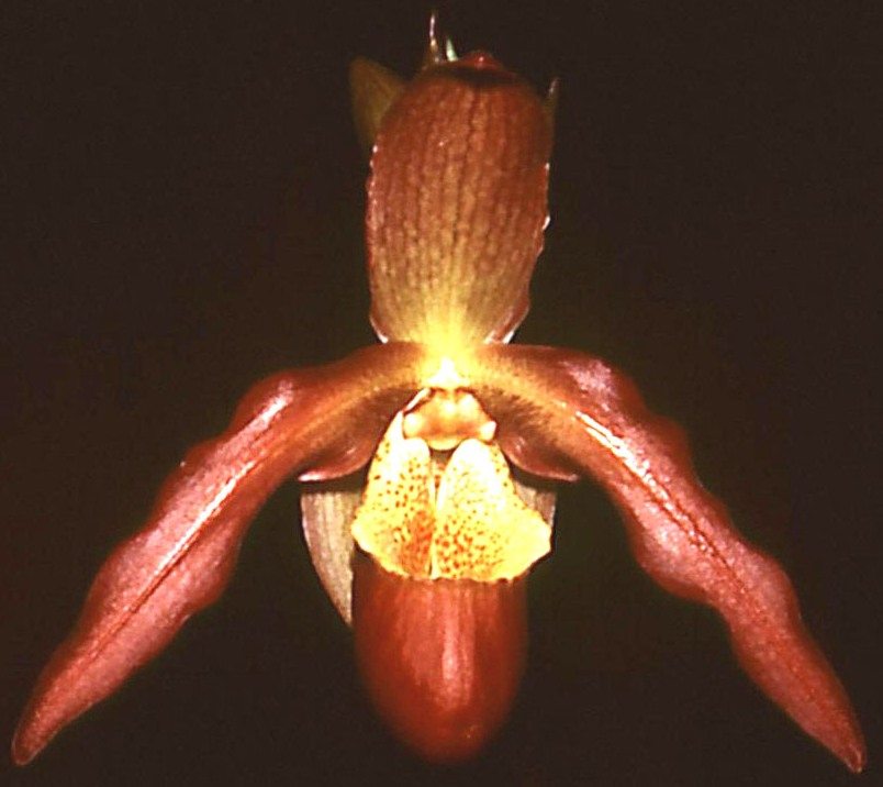 Phragmipedium Living Fire - HCC/AOC