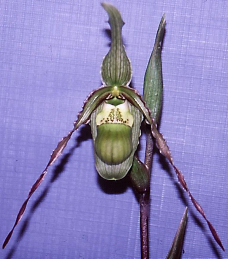 Phragmipedium × richteri