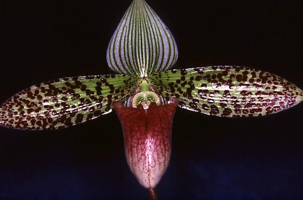 Paphiopedilum sukhakulii
