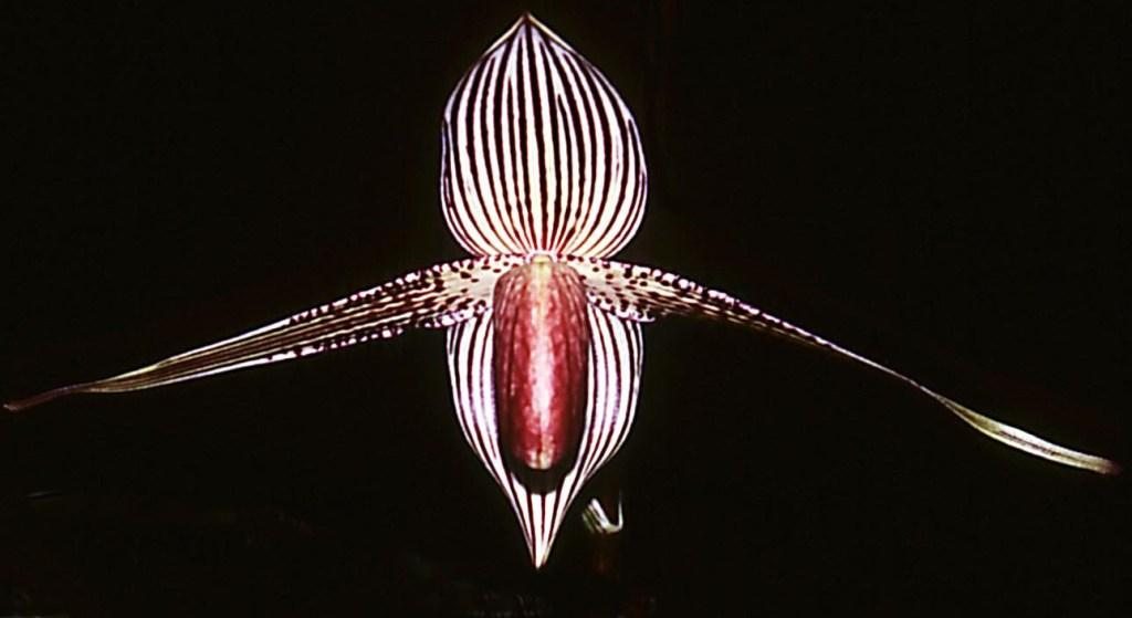 Paphiopedilum rothschildianum