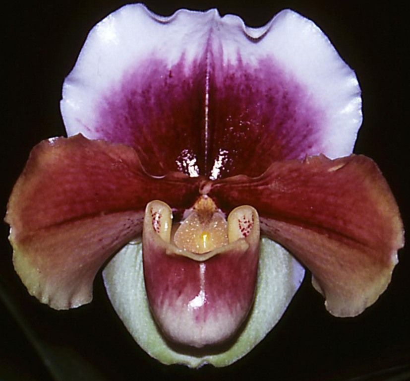 Paph Langhorne Creek