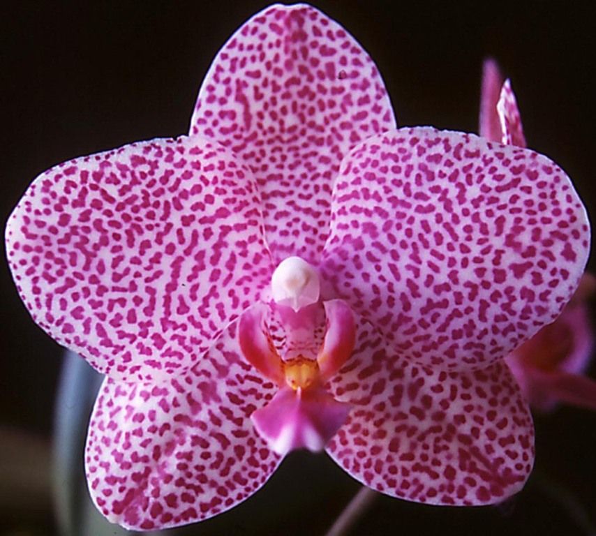 Phal Paifang's Tsung-Shen