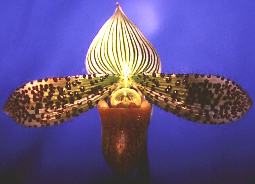 Paphiopedilum Double Deception - HCC/AOC