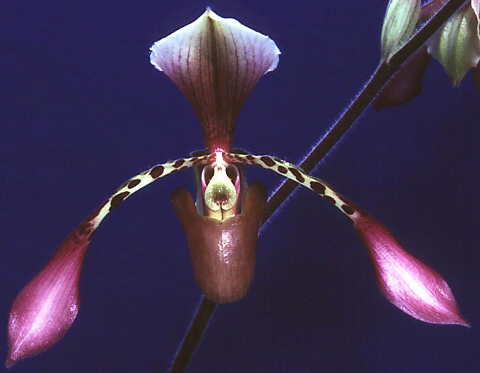 Paphiopedilum Toni Semple - AM/AOC