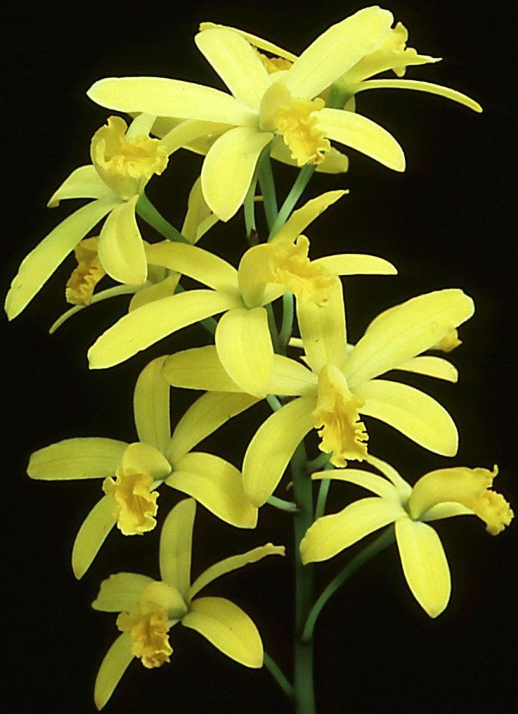 Cattleya crispata