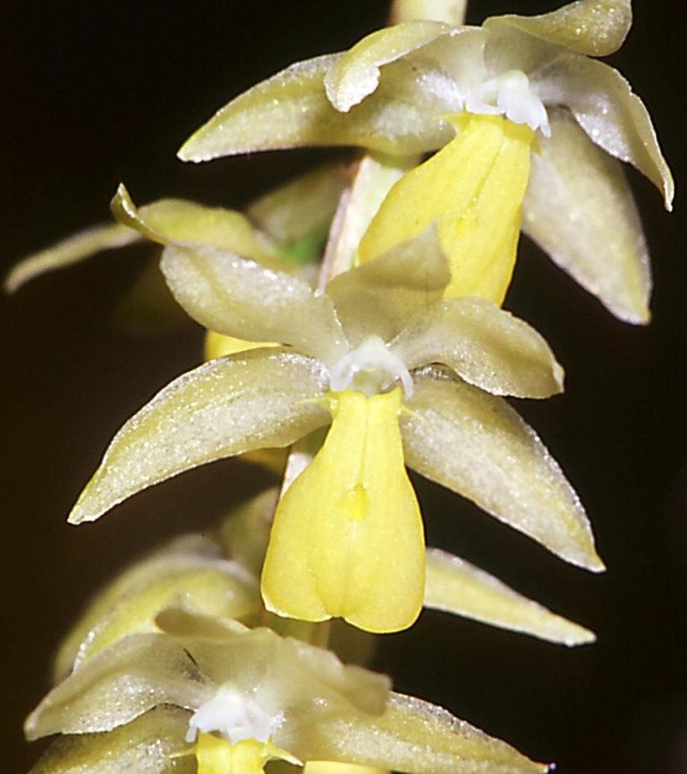Coelogyne cobbiana - ACC/AOC