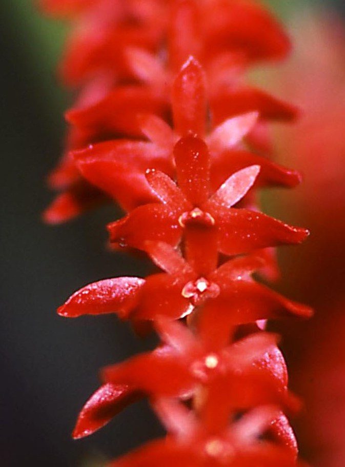 Coelogyne wenzelii - ACC/AOC