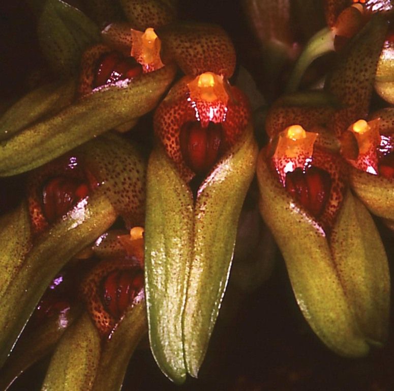 Bulbophyllum graveolens - AM/AOC