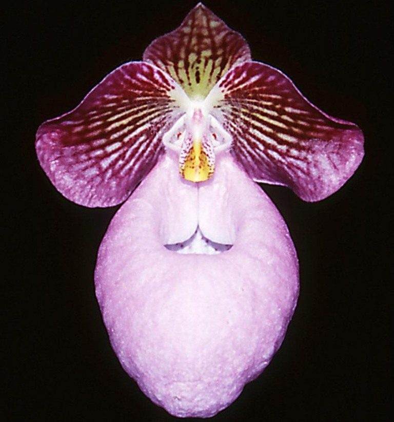 Paphiopedilum micranthum - HCC/AOC