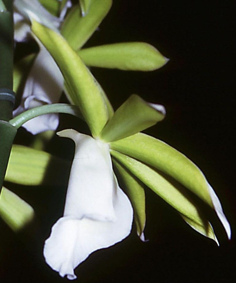 Phaius tankervilleae