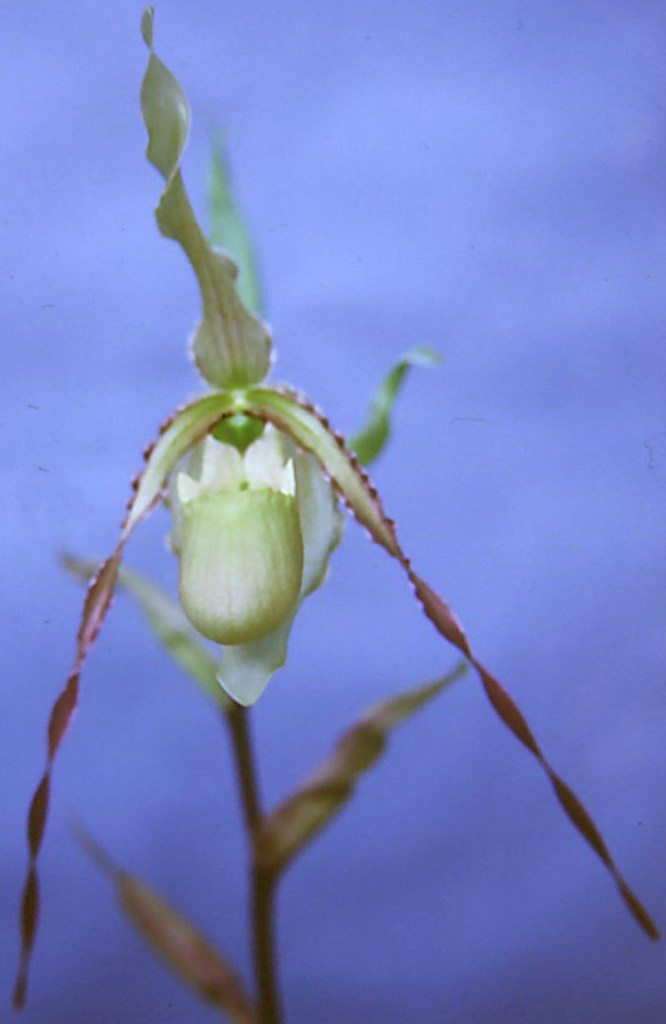 Phragmipedium Praying Mantis - HCC/AOC