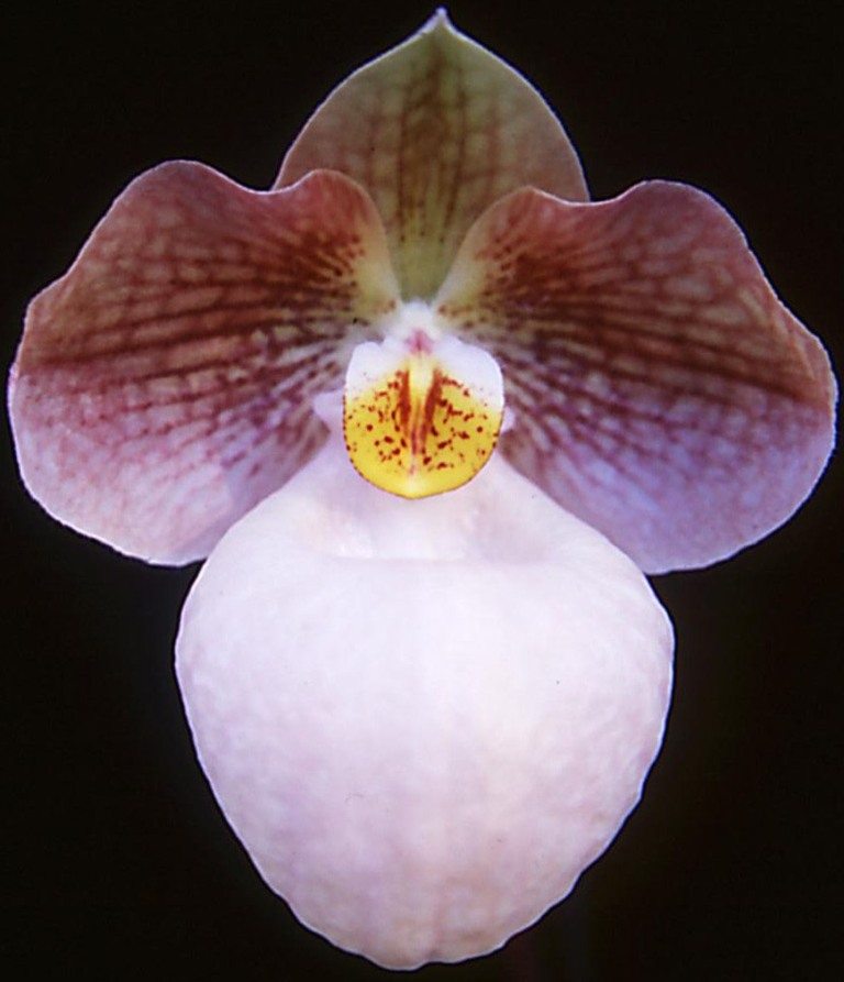 Paphiopedilum Norito Hasegawa - HCC/AOC