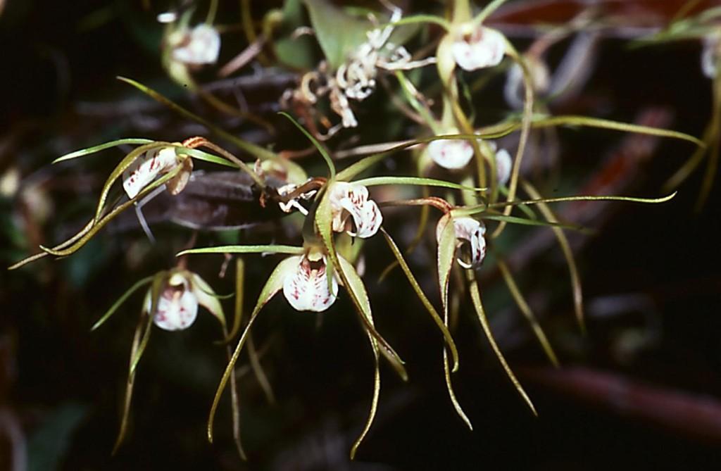 Dendrobium tetragonum subsp. tetragonum - ACC/AOC