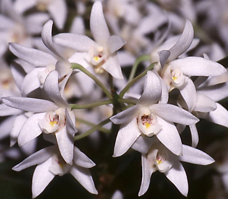 Dendrobium falcorostrum - ACC/AOC