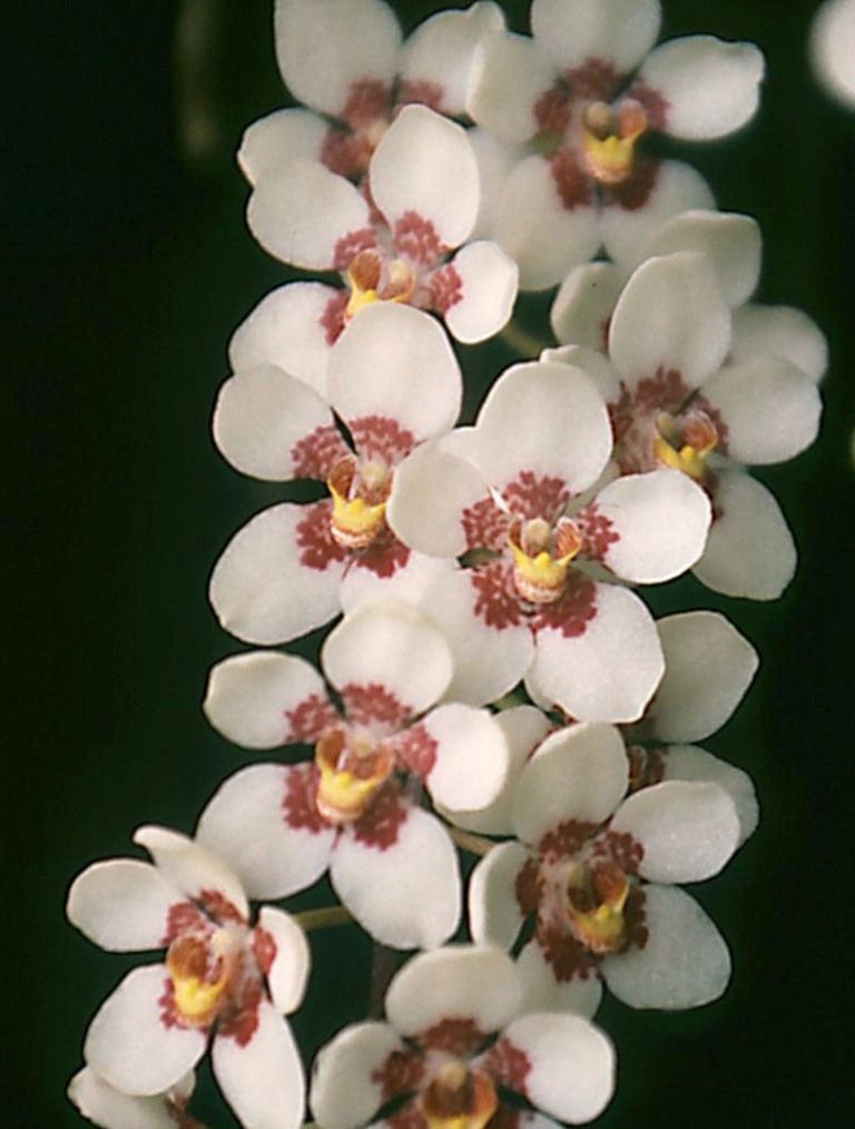 Sarco Burgundy on Ice