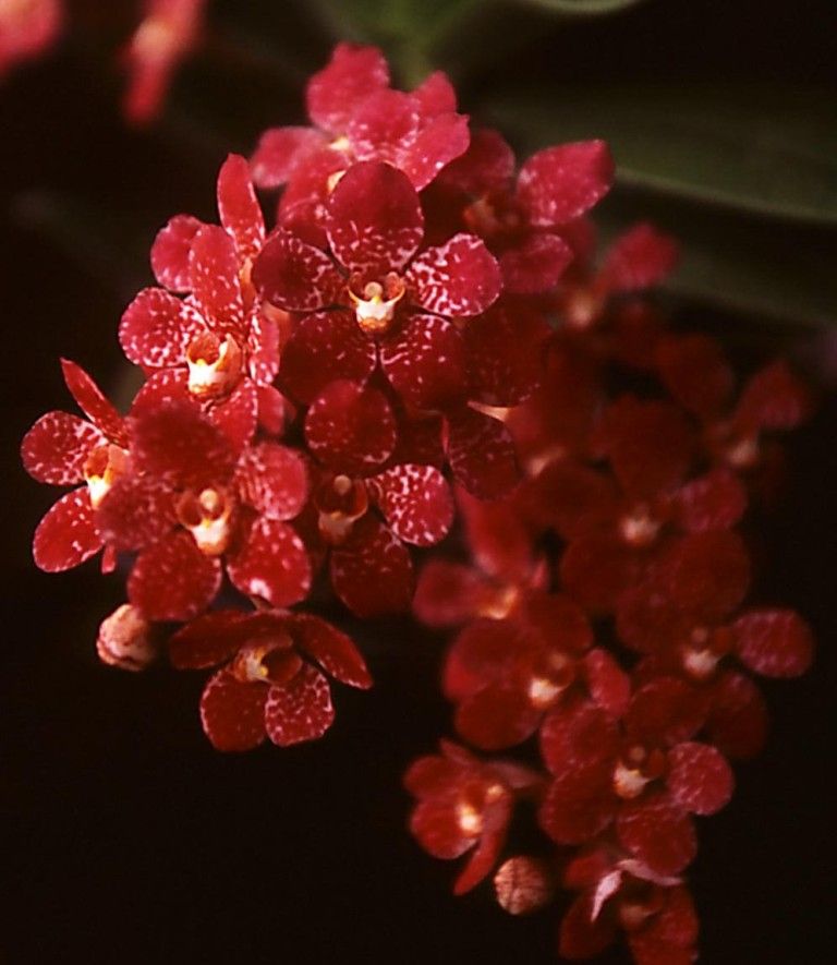 Sarco Burgundy on Ice