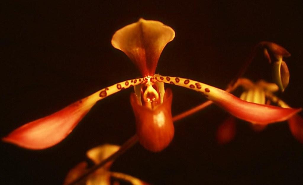 Paphiopedilum lowii var. lynniae - HCC/AOC