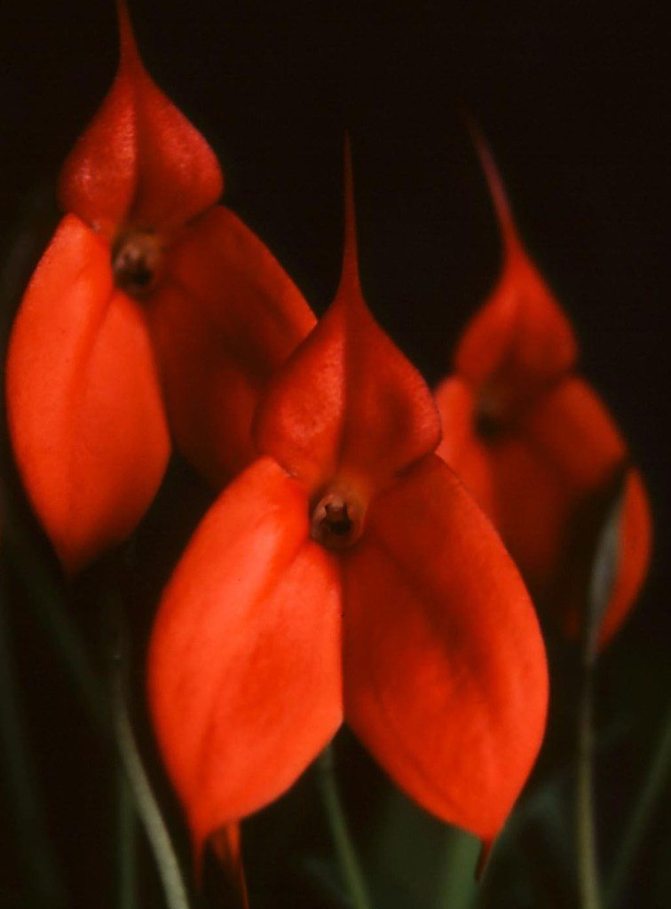 Masdevallia welischii