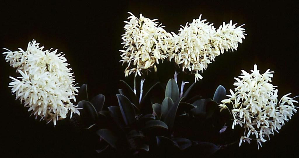 Dendrobium speciosum var. boreale - HCC/AOC